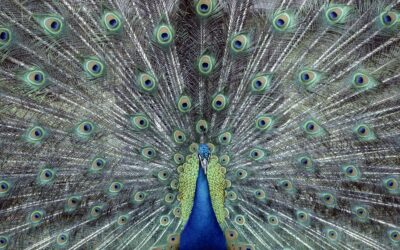 La signification des synchronicités